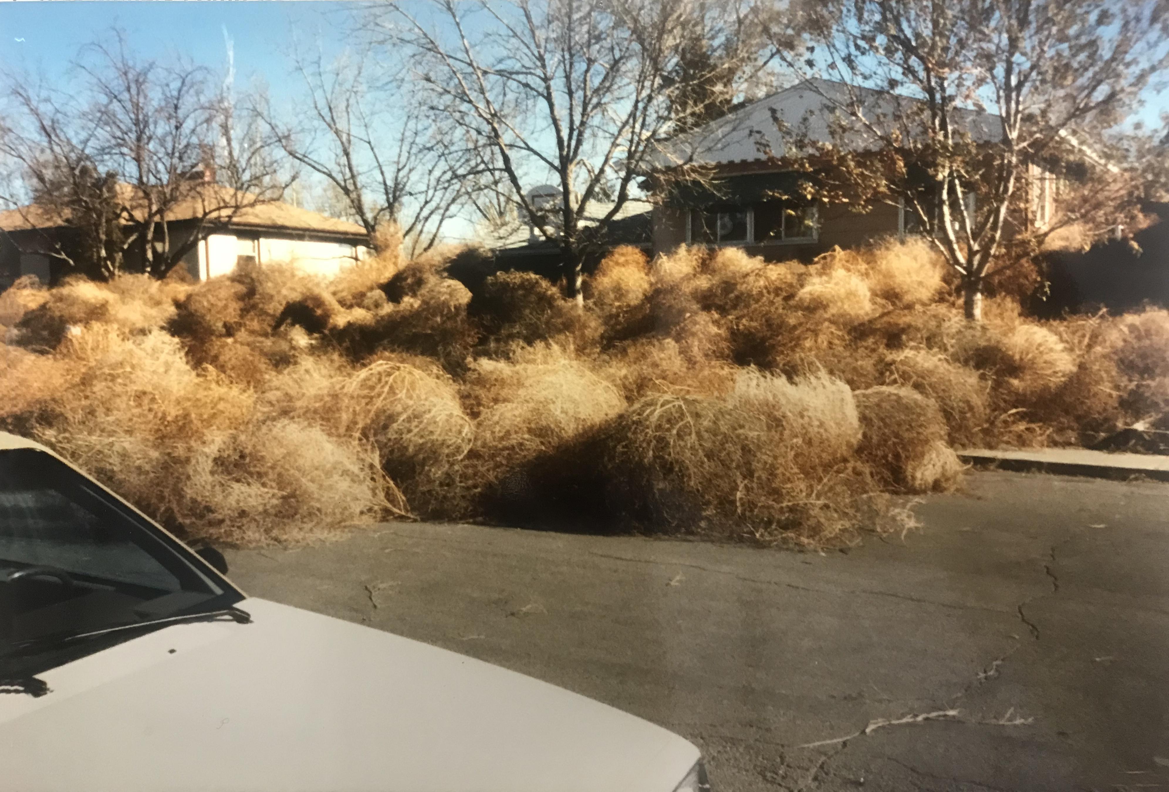 Mobridge Remembers the Attack of the Tumbleweeds